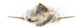 Thumbnail for version as of 04:01, 8 May 2026